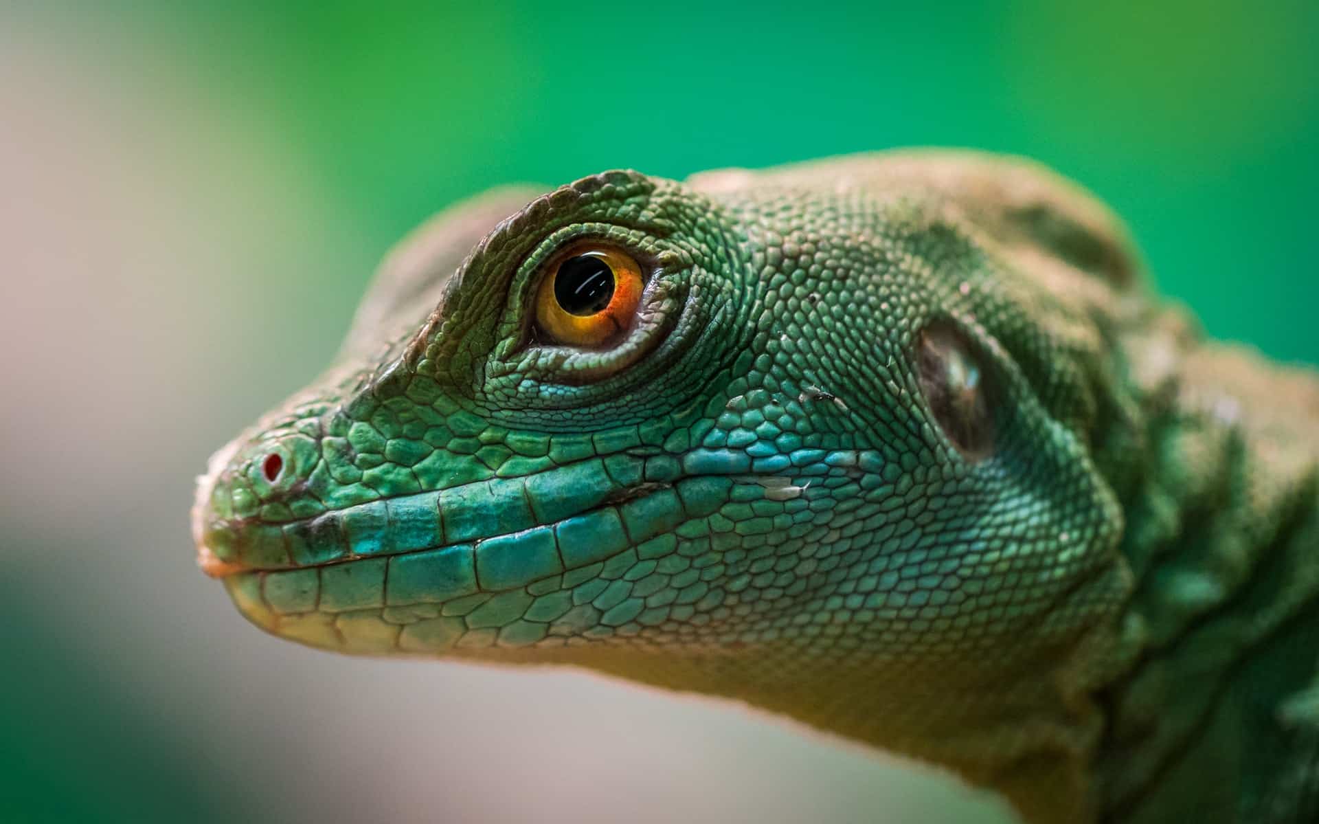 macro photography lizard